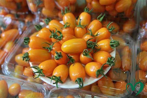 Cà chua trái cây Đà Lạt 1kg Cà chua trái cây