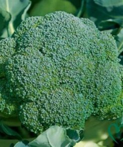 Bông cải xanh Đà Lạt 1kg