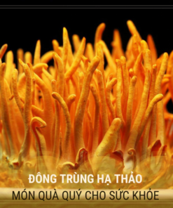 Đông trùng hạ thảo tươi 200g