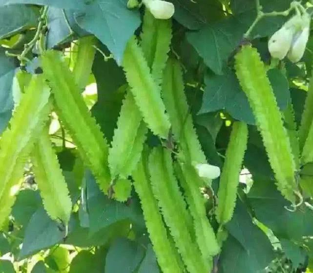 Đậu rồng Đậu rồng