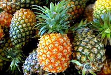 Dứa ta Dứa ta