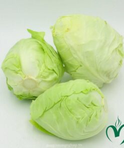 Bắp cải trái tim