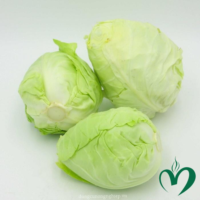 bap cải trai tim Bắp cải trái tim