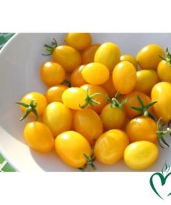 Cà chua cherry vàng Đà Lạt 1kg