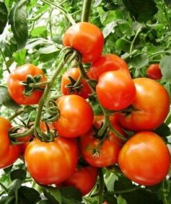 Cà chua cherry đỏ Đà Lạt 1kg