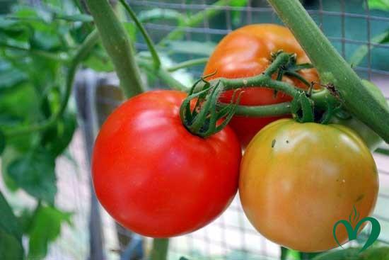 ca_chua_YYIS Cà chua