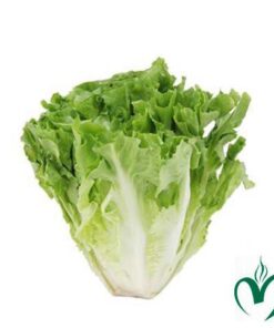 Xà lách Carol Đà Lạt 1kg