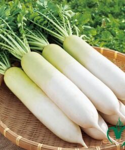 Củ cải trắng Đà Lạt 1kg