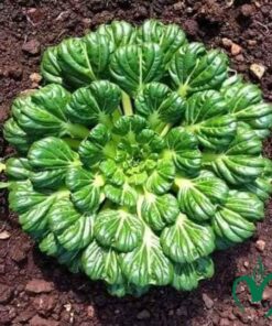 Cải hoa hồng Đà Lạt 1kg