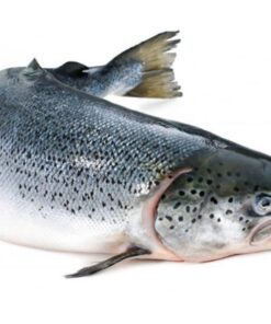 Cá hồi tươi nguyên con ( 5-7kg/con)