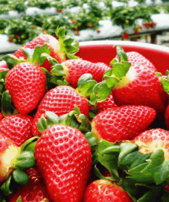 Dâu tây Đà Lạt loại 1-hộp 1kg