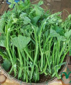 Đọt bí Đà Lạt 1kg