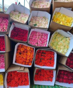 Hoa hồng Đà Lạt