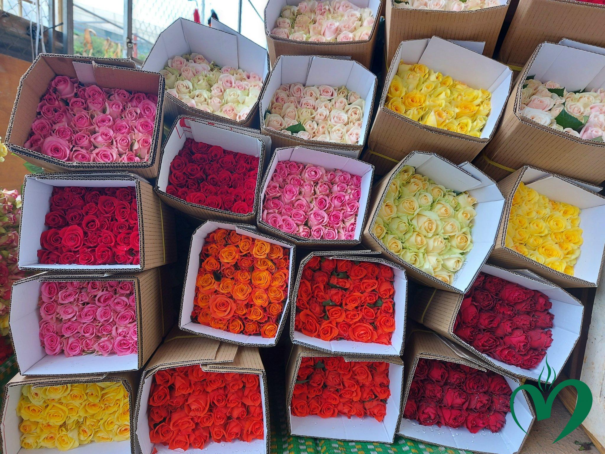 Hoa hồng Đà lạt -50 bông | Nội Trợ Nhanh